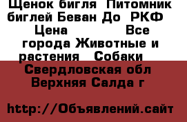 Щенок бигля. Питомник биглей Беван-До (РКФ) › Цена ­ 20 000 - Все города Животные и растения » Собаки   . Свердловская обл.,Верхняя Салда г.